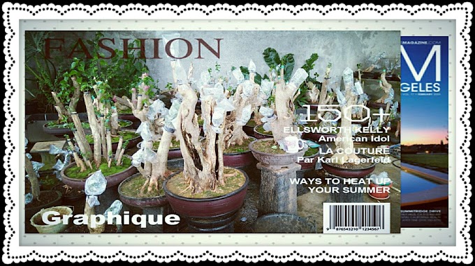 SAYA PENGGILA BONSAI