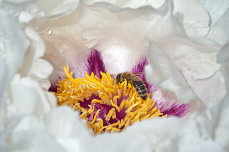 Three Dogs In A Garden