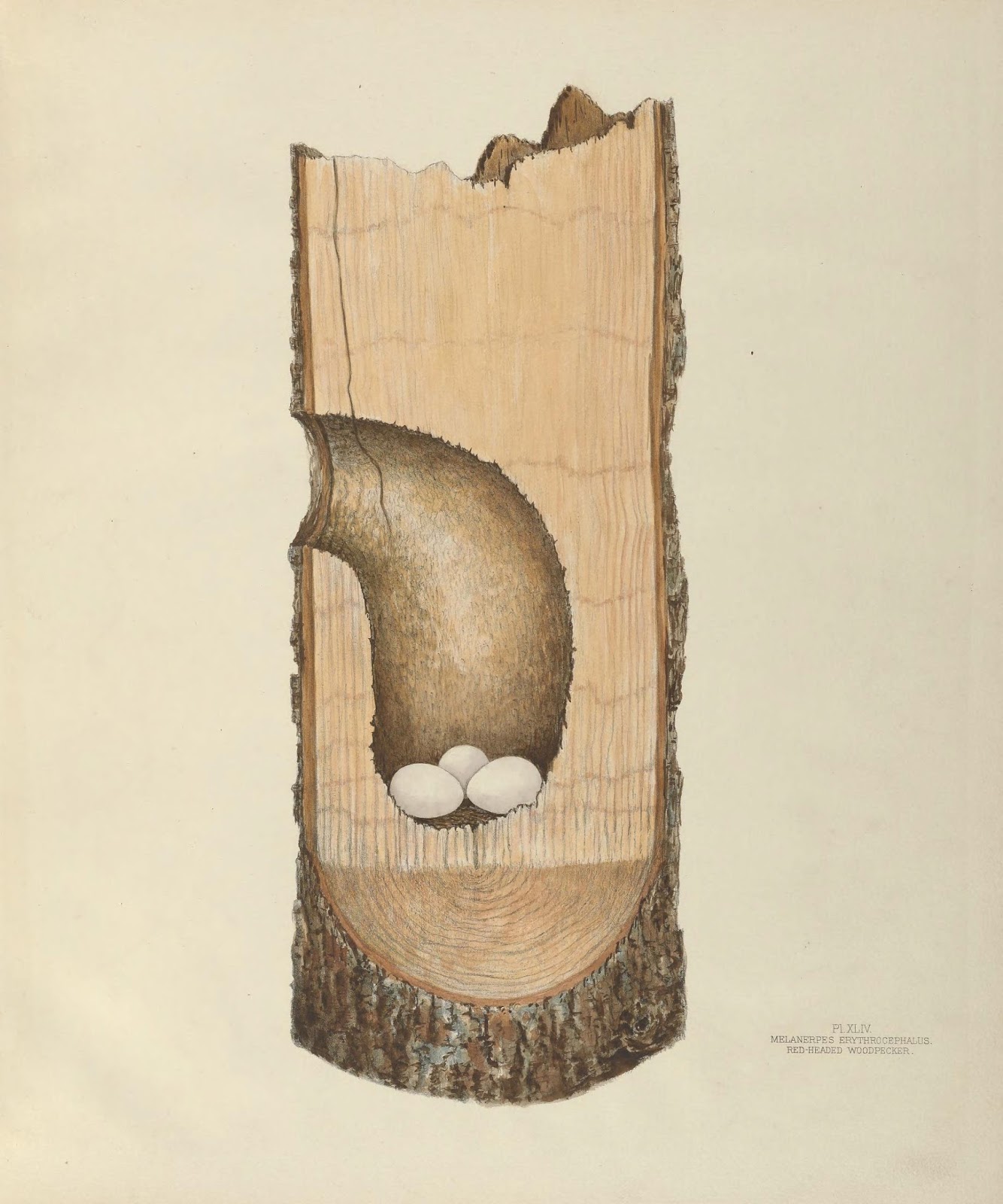 Earth and Space News: Red-Headed Woodpecker Habitats: Black Bodies