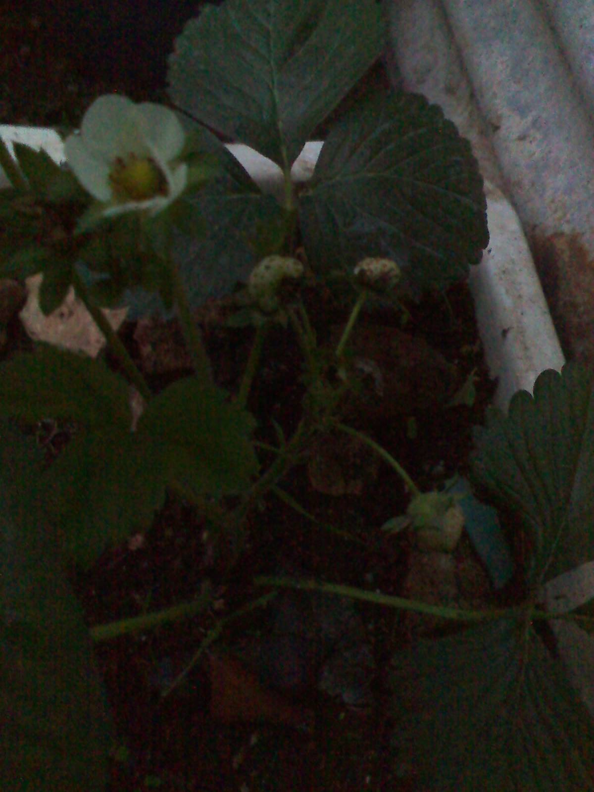 Strawberry ( In Maltese Frawli) safifieldsBillboard