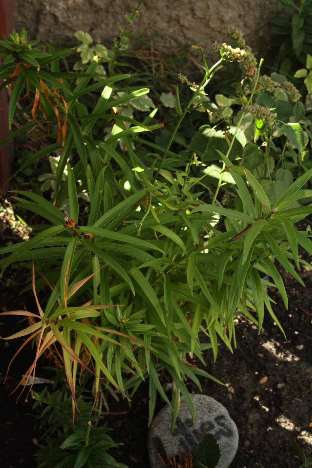 Green Girly Zone 3 Flowers Tiger Lily