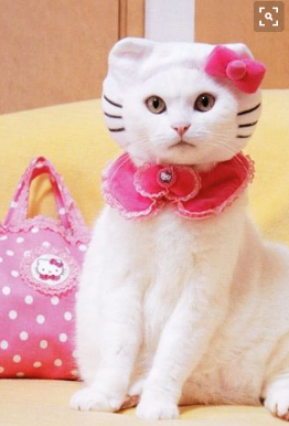 99 Gambar Kucing Lucu Imut Unik Persia Anggora Kata Pink