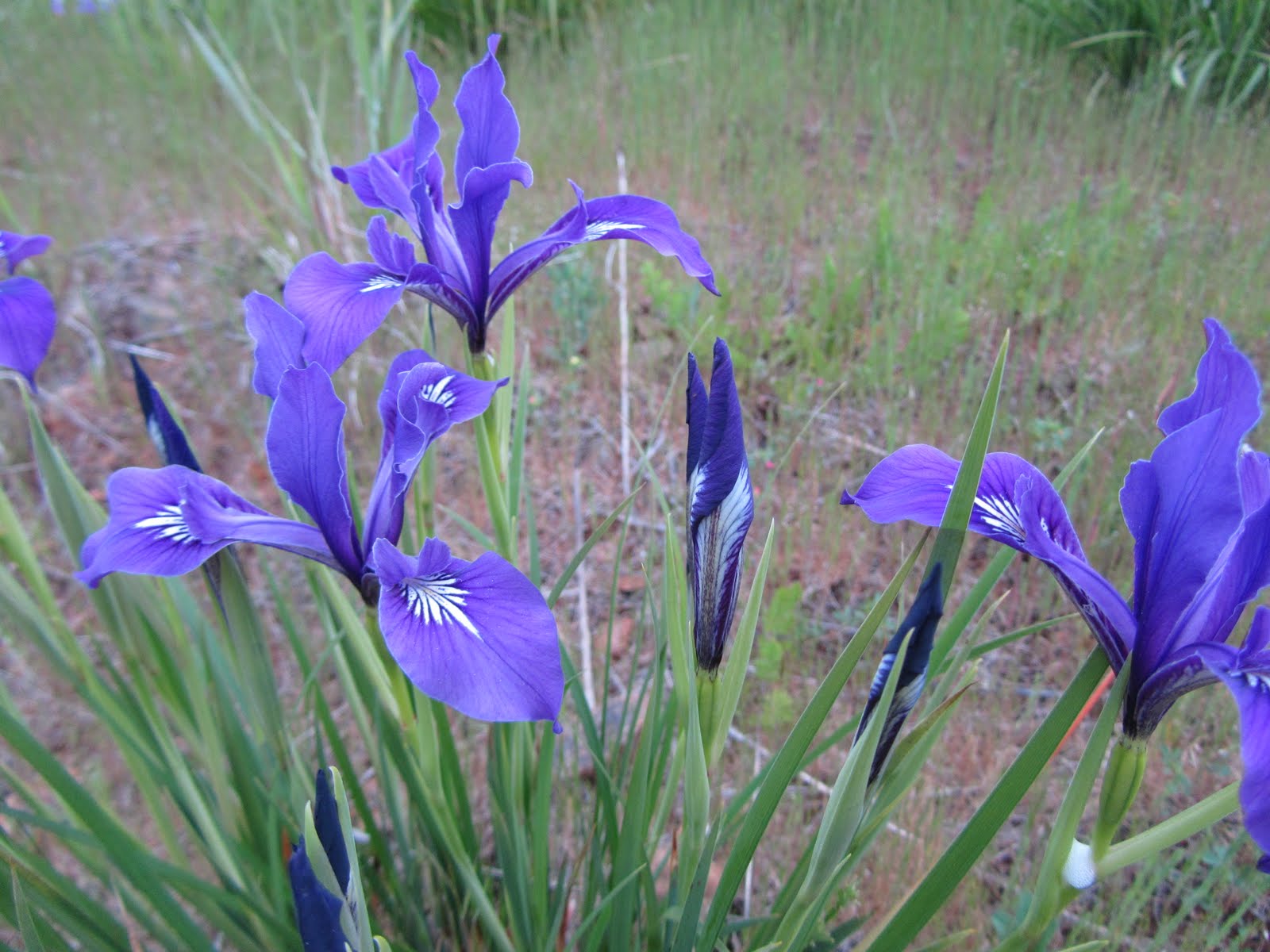 Four Hills of Squash Wild Pacific Coast Iris