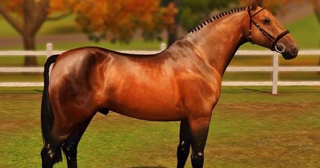 X-tina Sims Equestrian: Cleveland Bay V.2