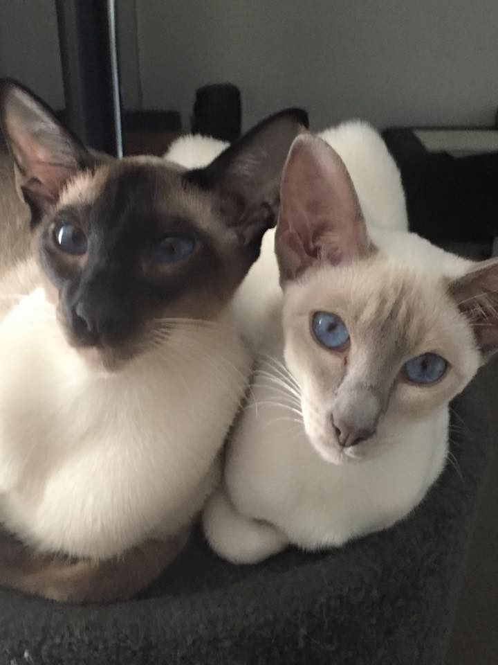 Burmese and Siamese by Oramor The Advantages of Spaying and Neutering