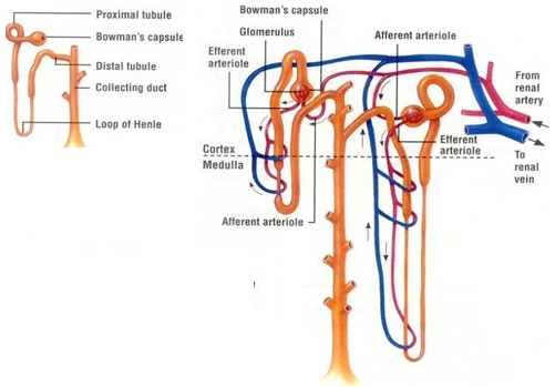 SISTEM EKSKRESI MANUSIA IPA SMP - Qassampedia.com