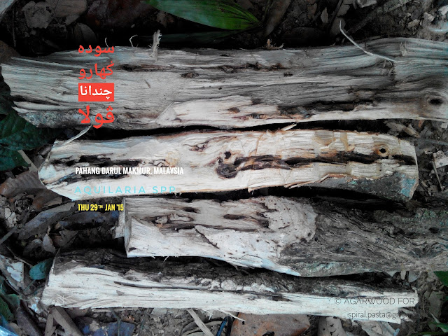 Raw agarwood for making oud oil