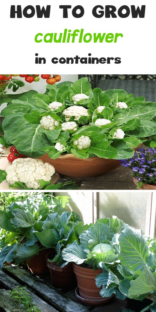 Helpful Tips How to Grow Cauliflower, Seeds and Plants Everything