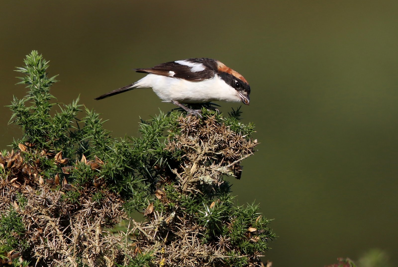 South Wales Birding.