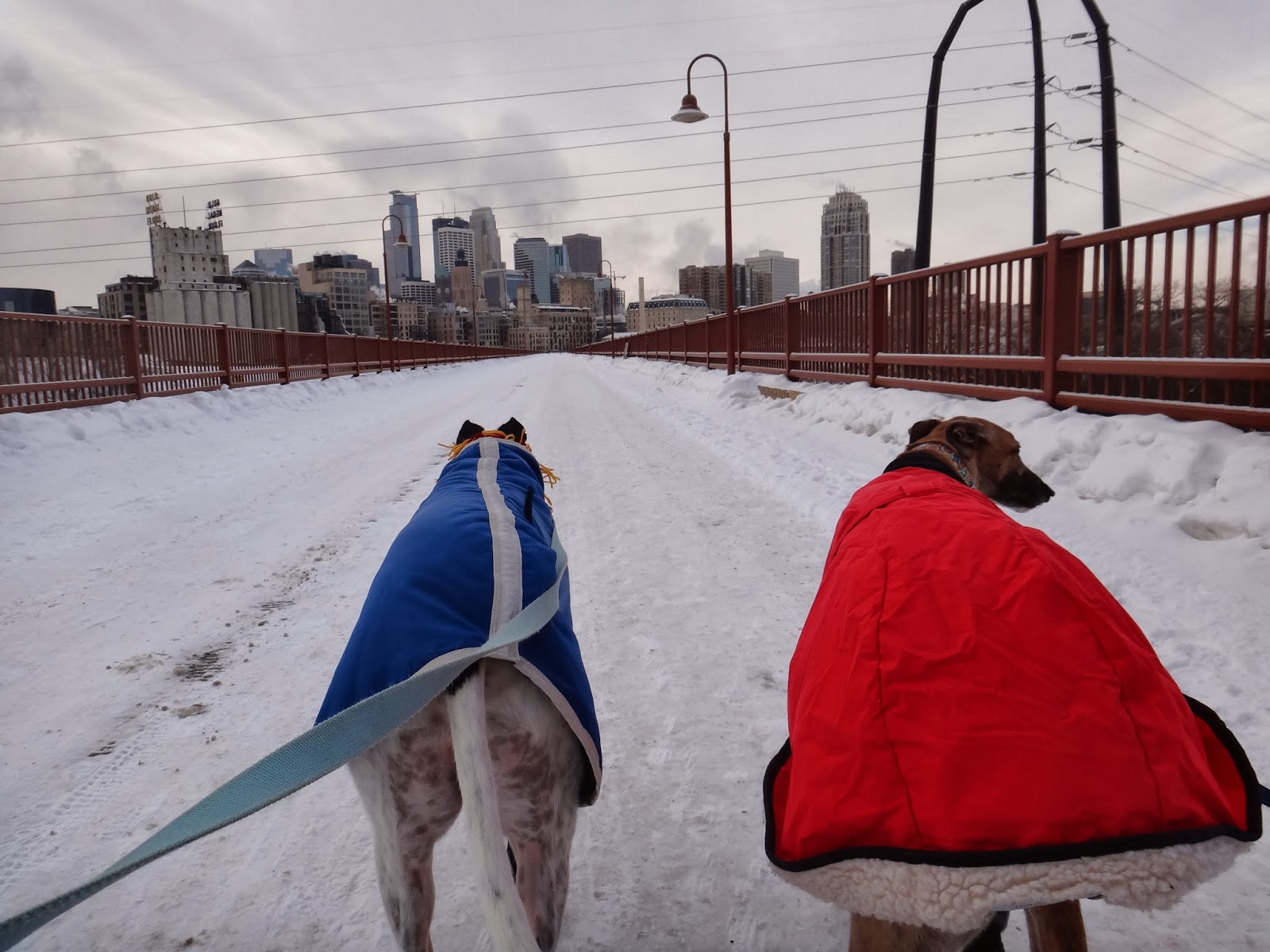 Northern Lights Greyhound Adoption Dog Blog Cold Weather Days