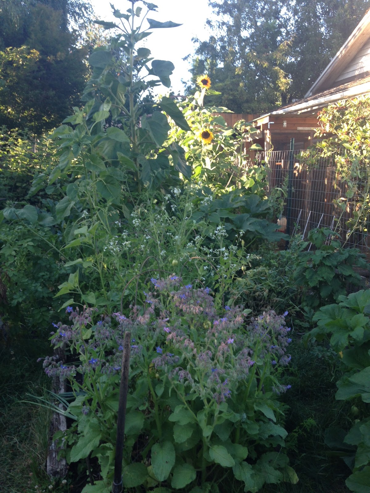 Pollo Loco Sunflowers and Companion Planting