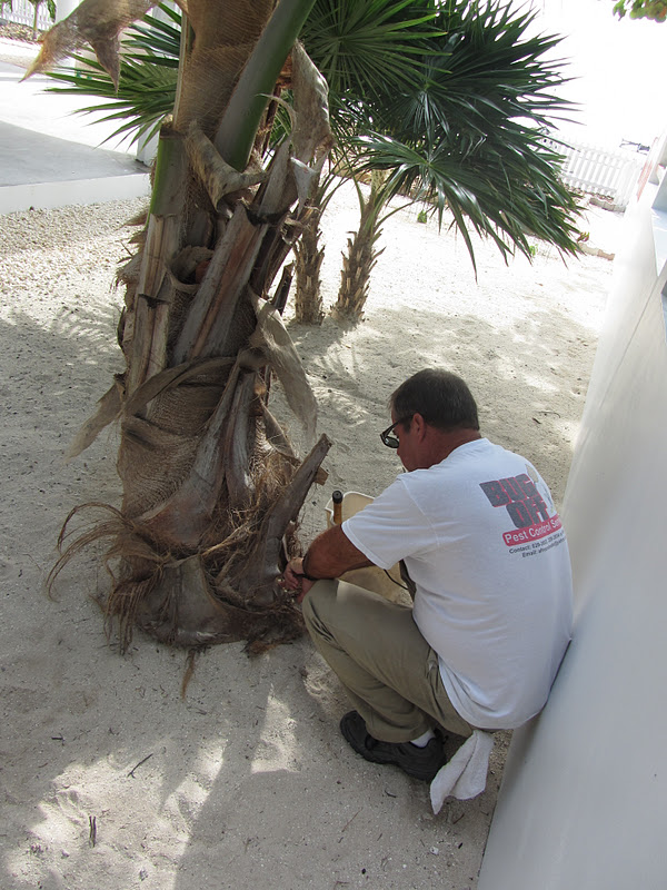 Coconut Trees Who Knew? San Pedro Scoop