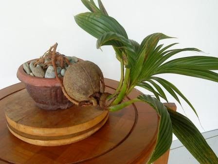Cara Membuat Bonsai Kelapa Bercabang Cantik dan Mudah