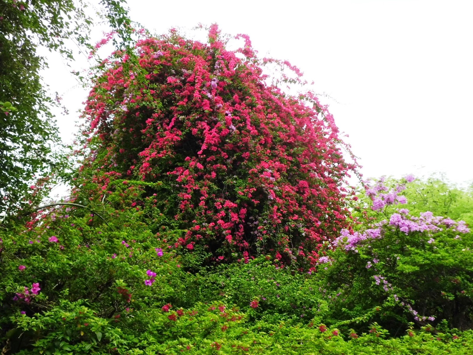 Interesting Green: Botanic Gardens is top park in Asia again
