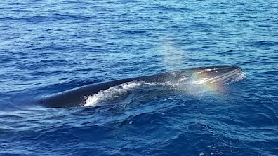 Vor Fuerteventura ist ein Brydewal gestrandet