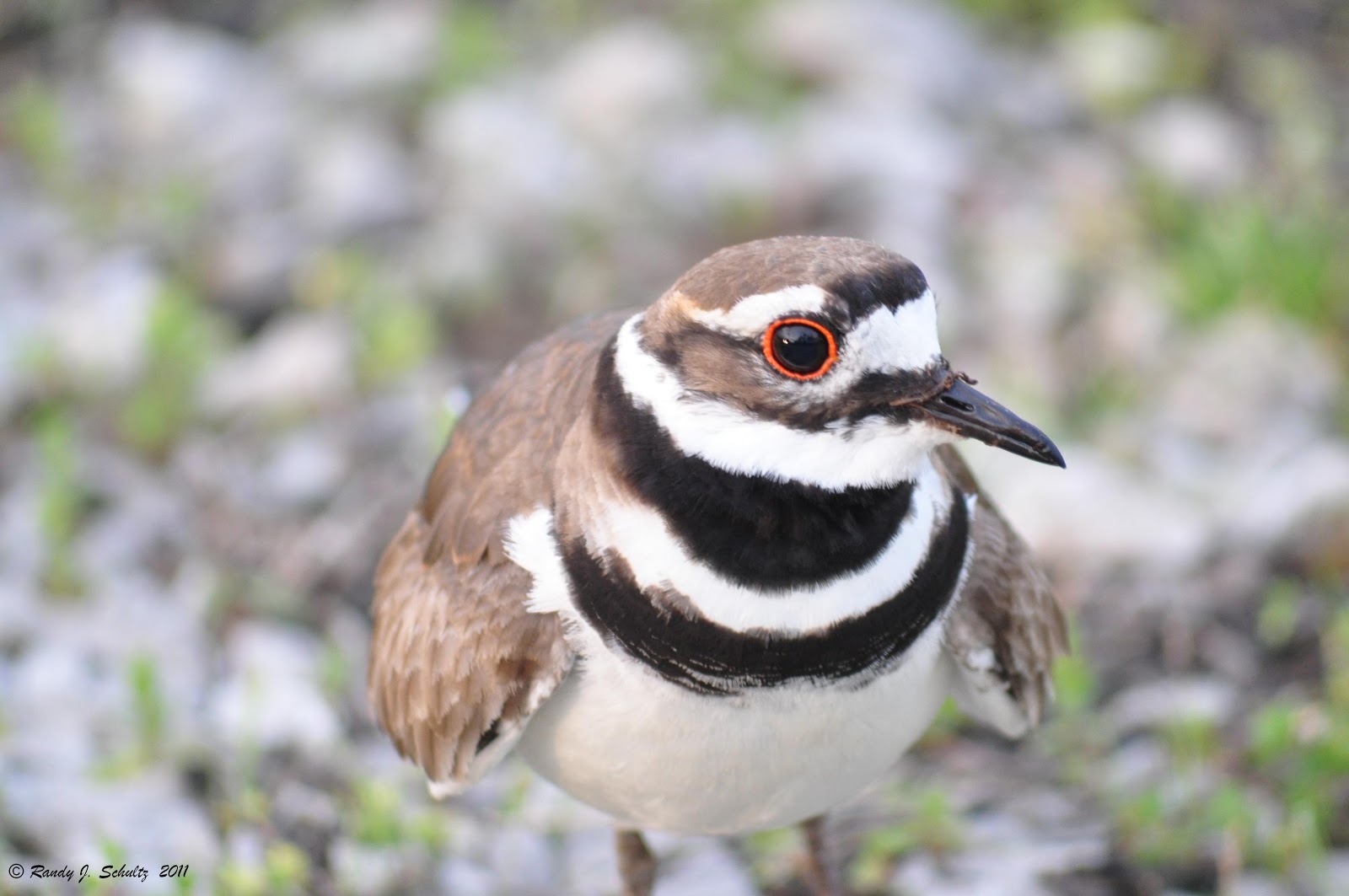 A Walk In The Woods Killdeer!
