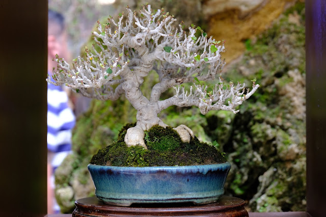 Hibiscus taiwan bonsai