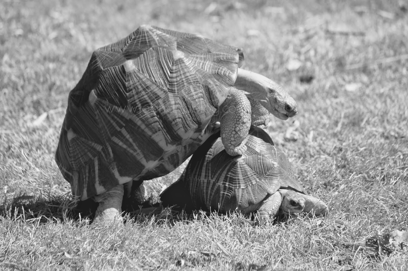 tortoises at riverbanks zoo