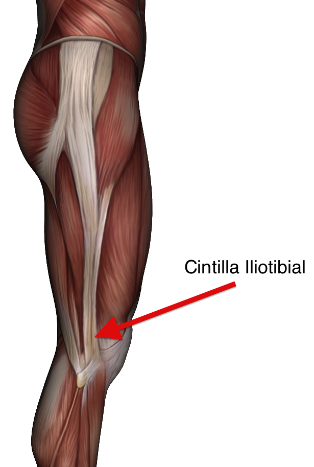 Iliotibial tract мышца
