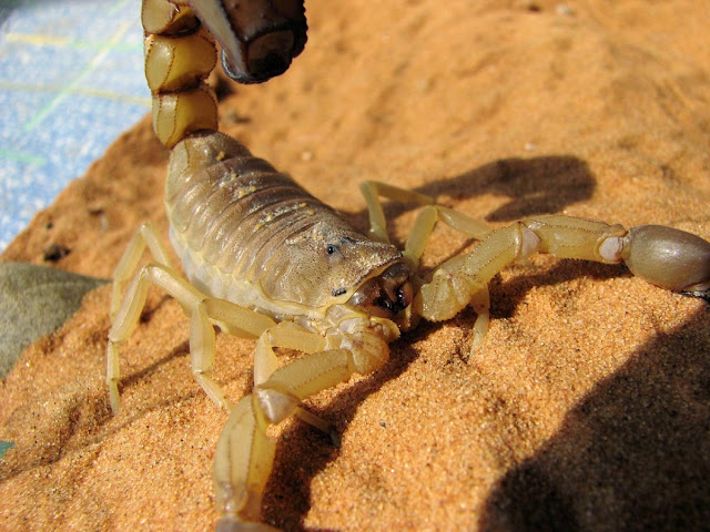 Escorpião mais venenoso do mundo