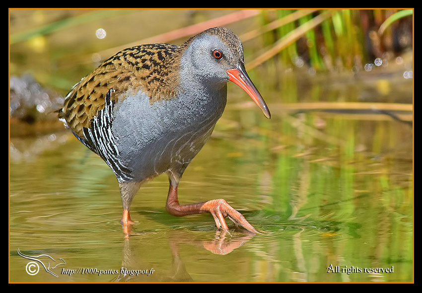 Rallus aquaticus - http://1000-pattes.blogspot.com/