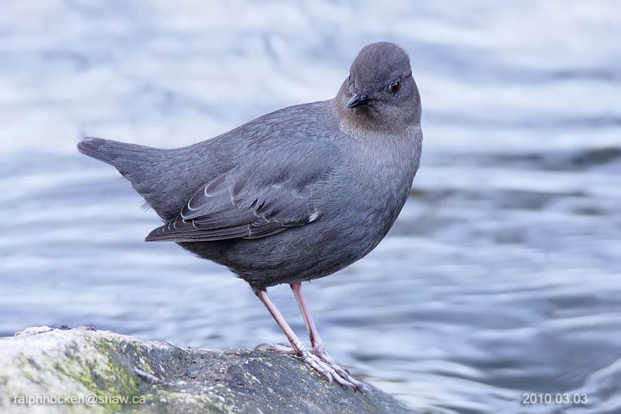 The Backyard Wildbird and Nature Store Nanaimo bird report, January 12
