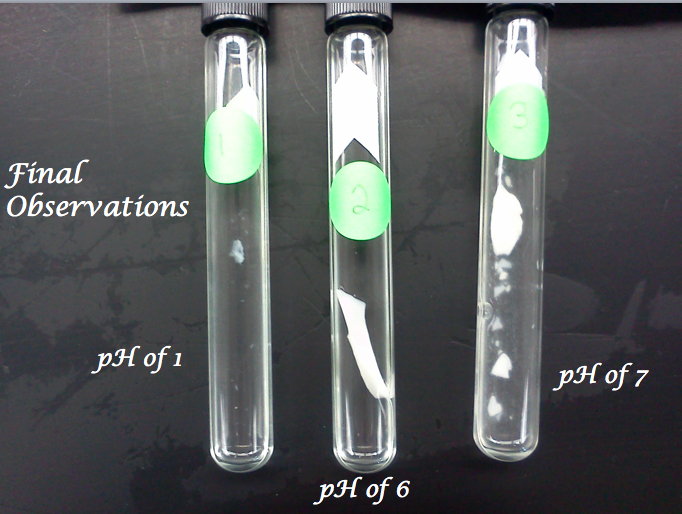 EC Honors Biology Investigating Digestive Enzymes Lab