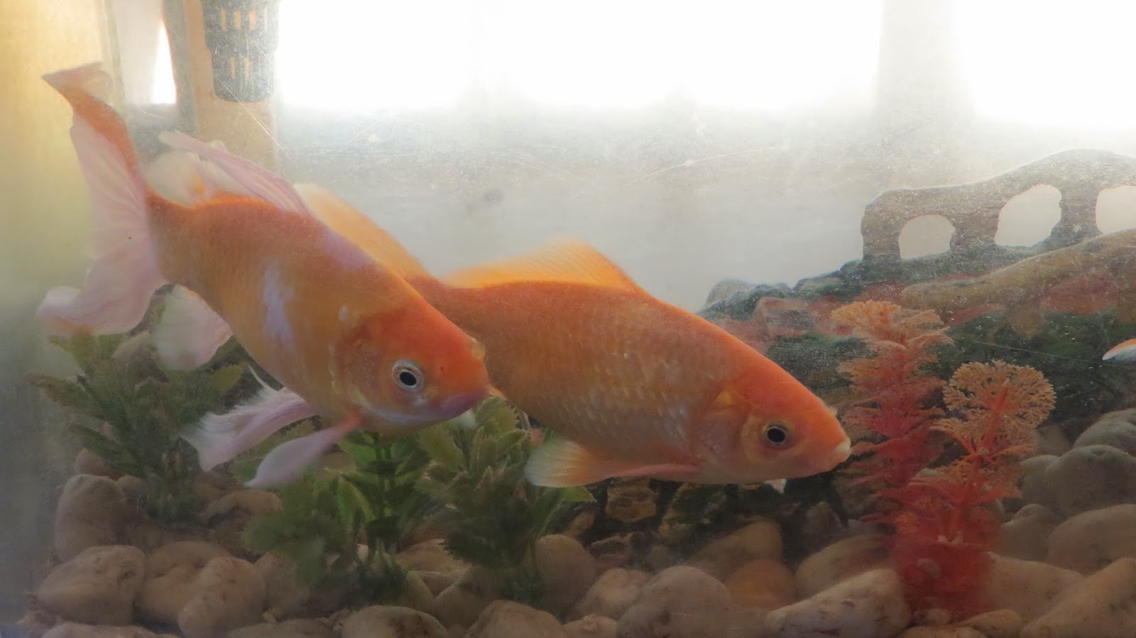 Photography with Dr. Ernie. Goldfish, Silver Dollar and Hammerhead Aquarium fishes