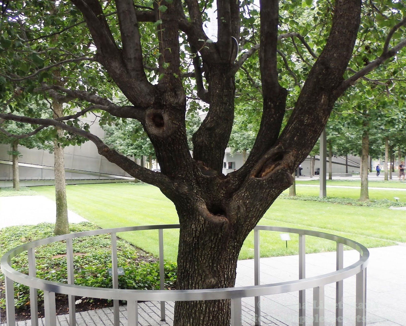 The Survivor Tree Blooms at Ground Zero