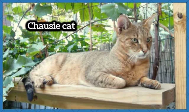 Chausie Cat Breed Information