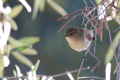 Mosquiter comú (Phylloscopus collybita) Mosquiter comú (Phylloscopus collybita)