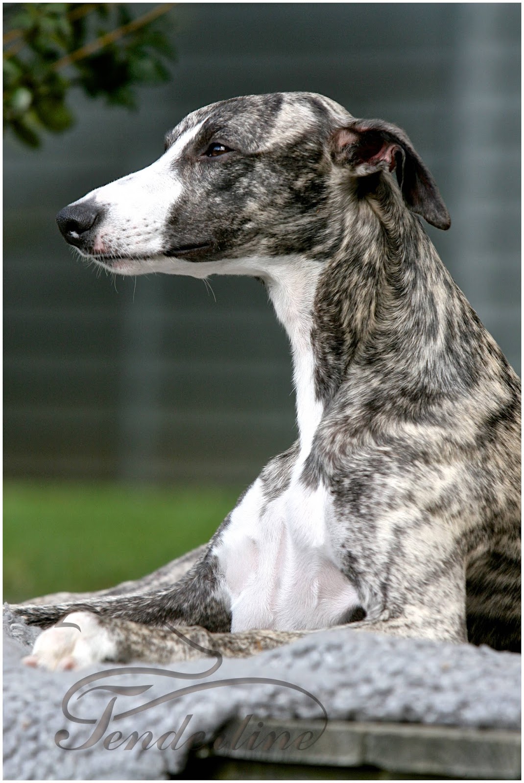 Whippet kennel Tenderline Naš Bron je danes dopolnil že 8 let