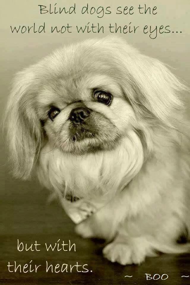 Must Love Pekes BLIND DOGS HAPPY DOGS