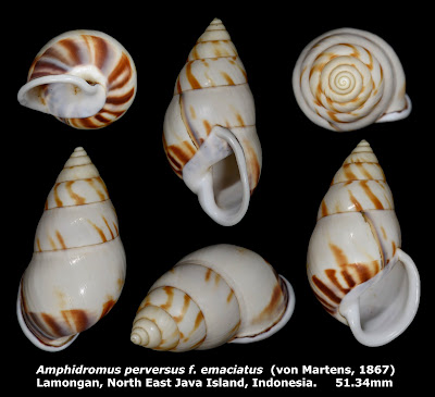 Amphidromus perversus f. emaciatus 51.34mm