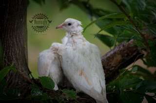 Daniyals Photography, Birds in Lake View Park, Bird Aviary, Lake View Park, Islamabad, Daniyal's Photography, https://www.facebook.com/daniyal.photography/