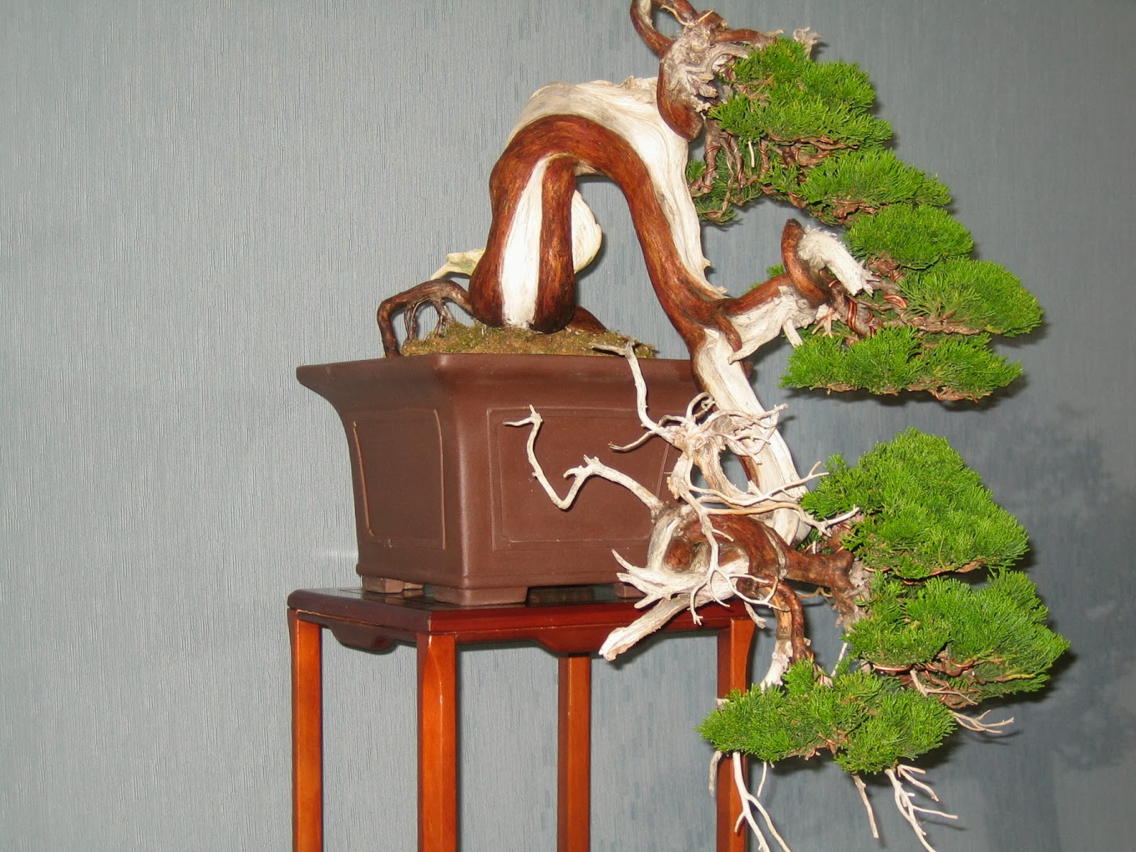 Asociacion Valenciana de Bonsai 2008 II Exposicion Bonsai Paterna