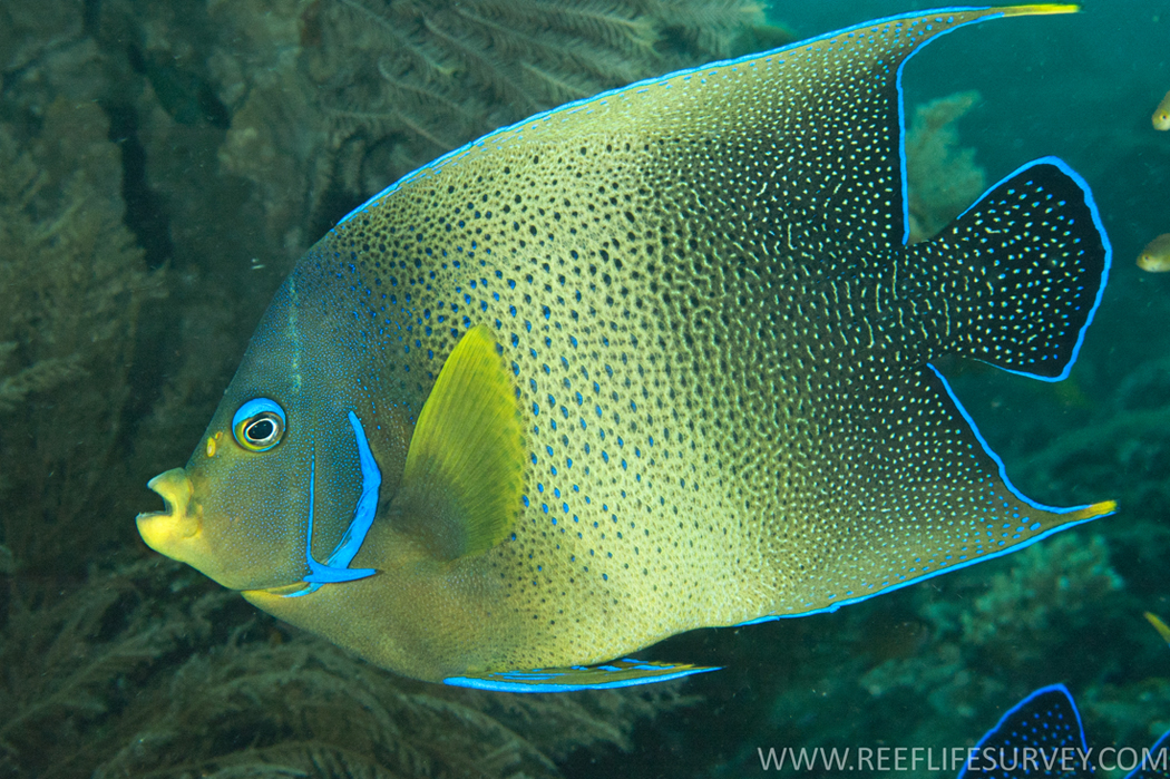 Jenis -Jenis Ikan Air Laut Ekonomis Penting [Bagian 16] - Lalaukan