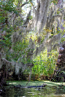 Here and There: LIFE ON THE BAYOU