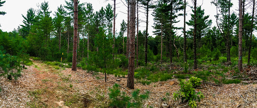Along the Waupaca River Segment of the Ice Age Trail Along the Waupaca River Segment of the Ice Age Trail