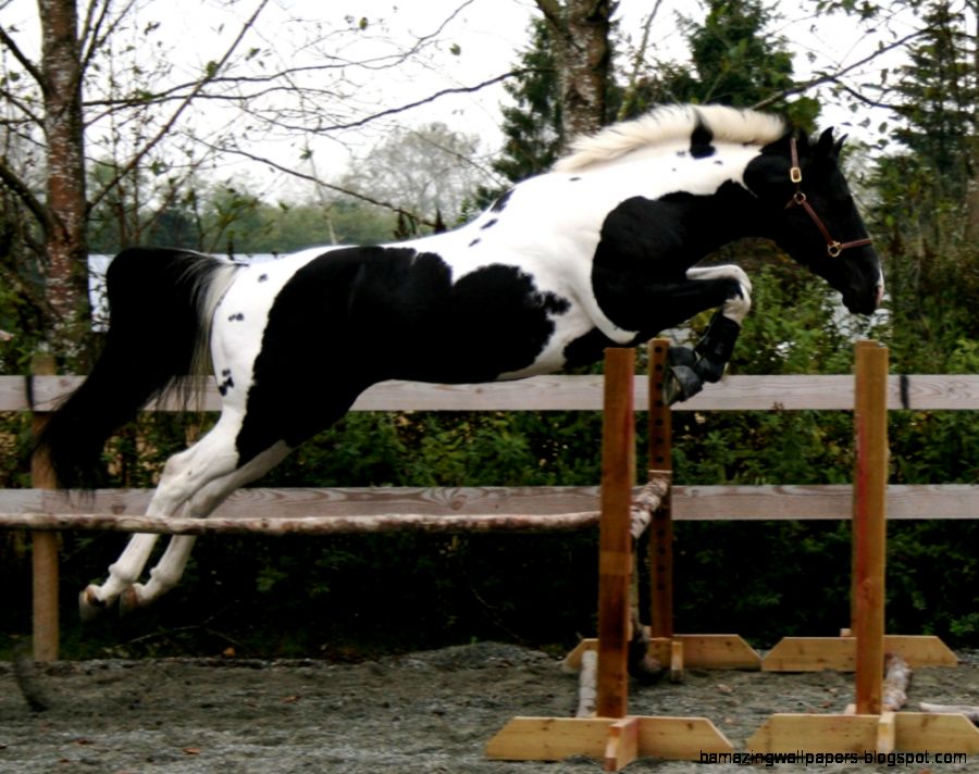 Paint Horse Jumping Amazing Wallpapers