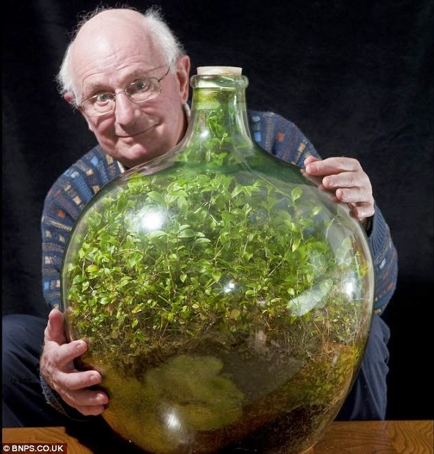 This Garden In A Bottle Has Been Thriving Since 1960: Sealed in its own ecosystem and watered just once in 53 years