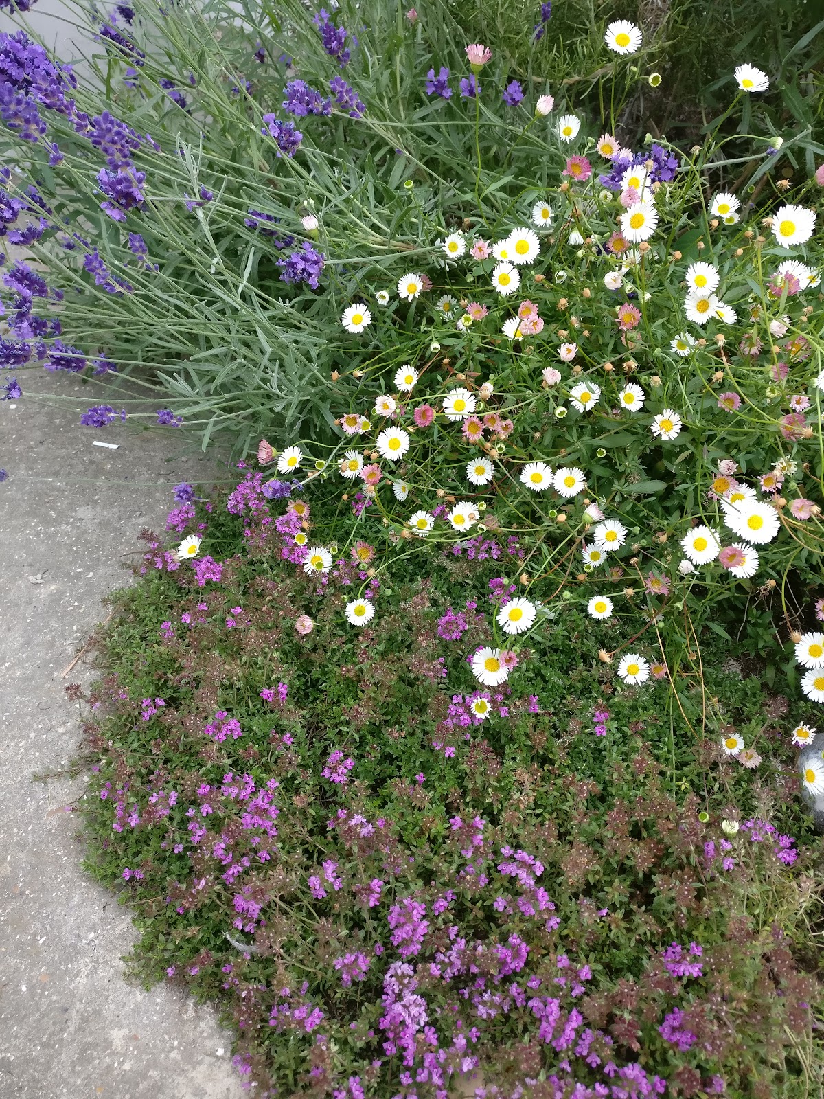 margaretcooter Midsummer garden