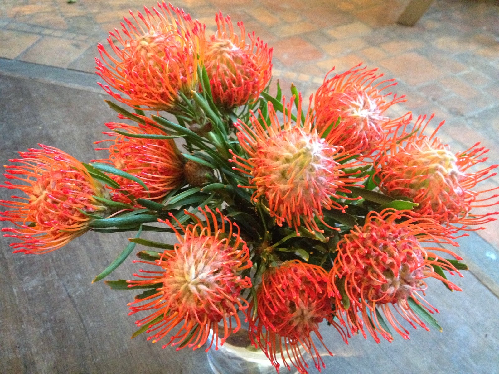 Bank of Flowers Pincushion Proteas!!