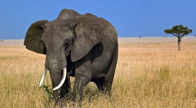foto gajah terbesar di dunia - gambar hewan - foto gajah terbesar di dunia