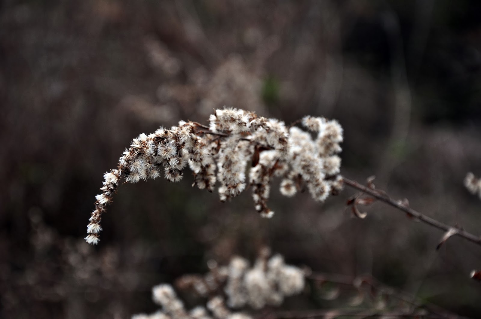 Winter Wildflowers