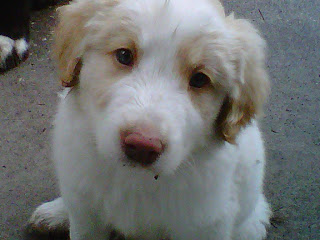 Great pyrenees hot sale lab mix puppies