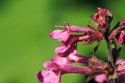 Stachys cooleyae (Cooley’s Hedge-Nettle)