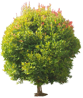 Eugenia myrtifolia, low-res NEW