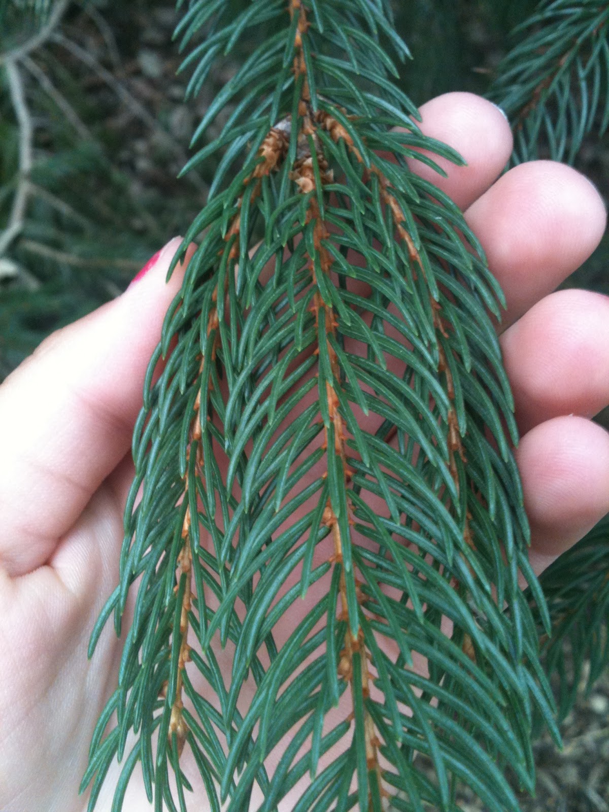 AP Bio Blog 2012 Gymnosperm Leaf