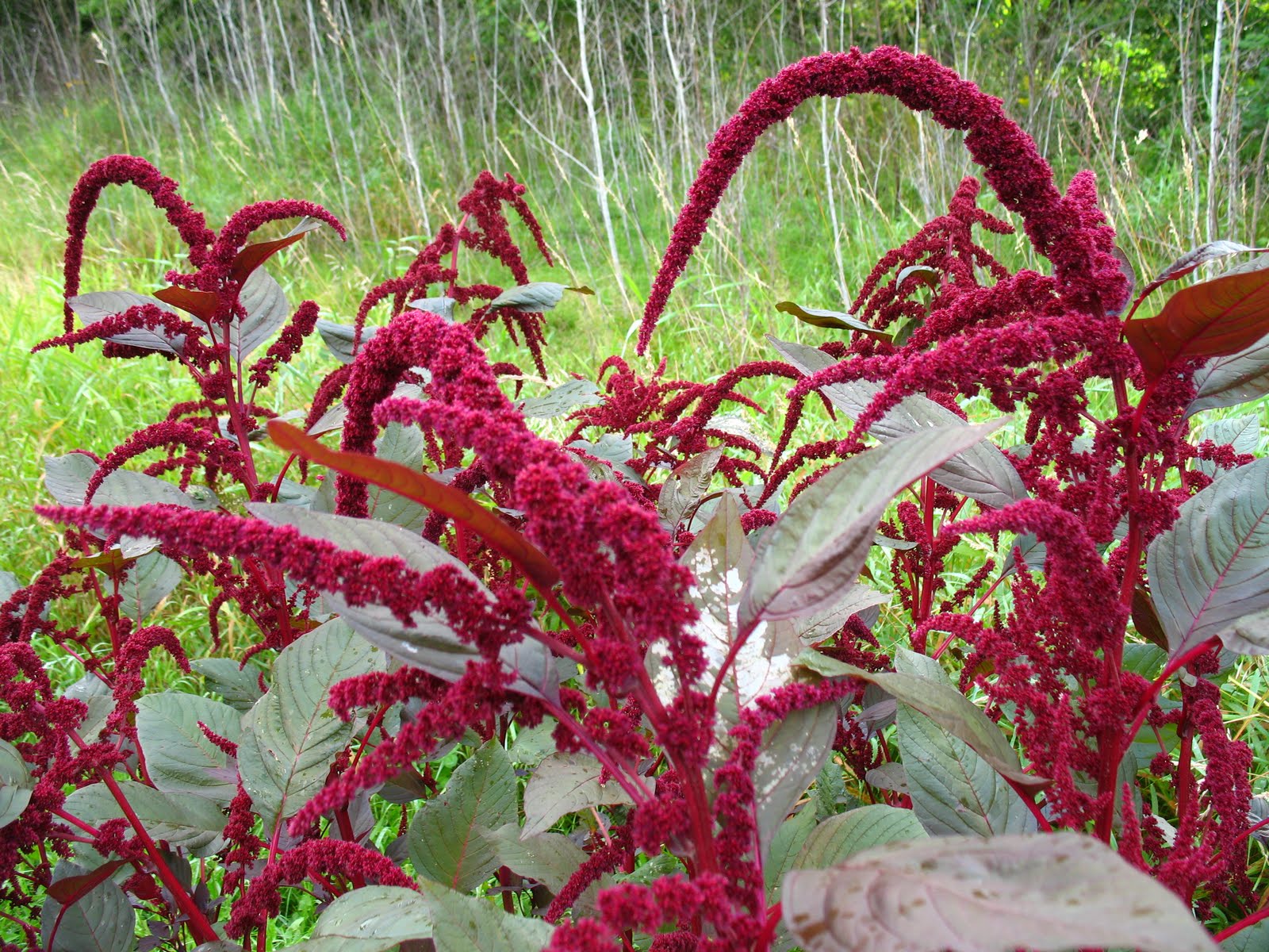 Garden Lady Linda: Hopi Red Dye Amaranth